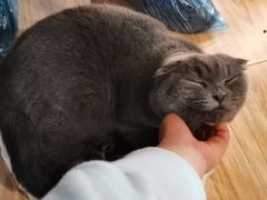 -松果猫咖(桐乡吾悦金街店)