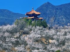 -白水寺森林公园