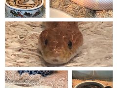 -上海大自然野生昆虫馆(东方明珠·爬宠昆虫探索中心)