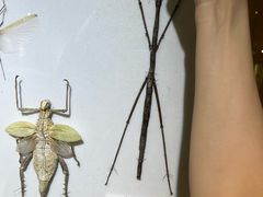 -上海昆虫博物馆