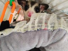 -雨林宠物医院 非犬猫异宠专科