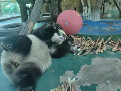 -成都动物园