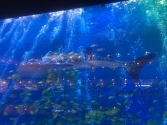 -成都浩海立方海洋公园