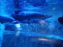 -成都浩海立方海洋公园