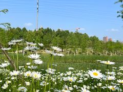 -四里河滨水生态公园