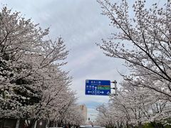 -高东镇樱花园