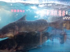 -韩妹鱼庄·泸定老字号(泸定店)