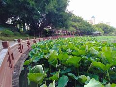 -光明港公园