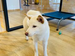 -南京Hallo宠物乐园·哈罗犬舍·柴犬繁育基地