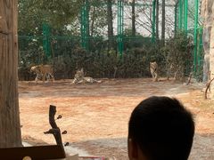 -上海野生动物园老虎餐厅