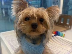 -翊宠yipet猫狗购宠庄园犬舍•猫舍