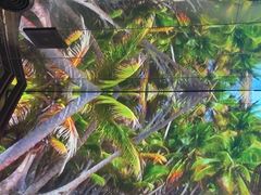 -大头椰·椰子鸡火锅(南宁万象城店)