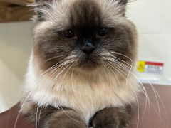 -猫小院猫主题餐厅(南锣旗舰店)