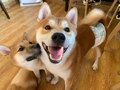 -柴犬高等学院·狗咖·柴犬售卖·宠物训练