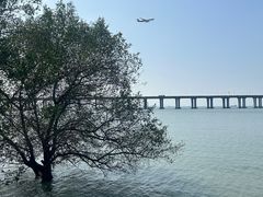 -宝安西湾红树林湿地公园