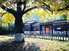 -千年银杏谷文化旅游区