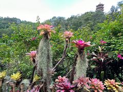 -深圳仙湖植物园