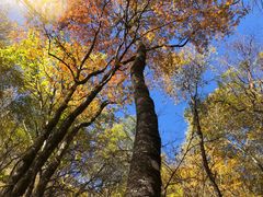 -叠溪松坪沟景区