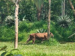 -海南热带野生动植物园