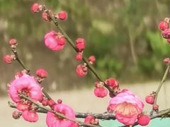 -重庆彩云湖湿地公园