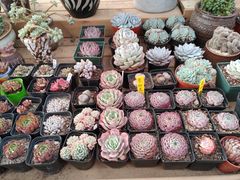 -三圣花乡旅游区