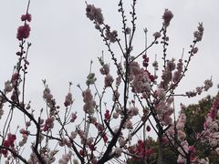 -上海共青森林公园