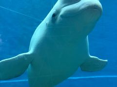 -芜湖新华联大白鲸海洋公园