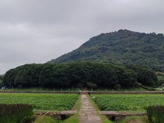 -八卦田遗址公园