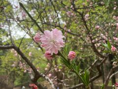 -香山公园