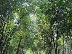 -桤木河湿地公园