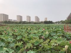 -海天湖公园