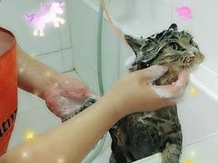 -酷狗靓猫宠物·洗护·美容·寄养(航北路店)