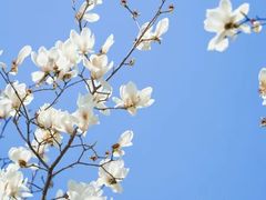 -陆家嘴中心绿地