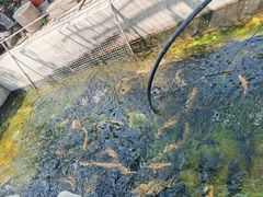 -北京龙庆四季香农家饭庄·灶台鱼·碳烤虹鳟鱼(龙庆峡店)