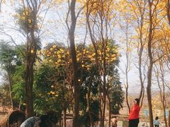 -天适樱花悠乐园