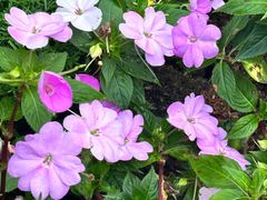 -深圳国际园林花卉博览园