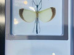 -上海昆虫博物馆