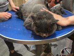 -PETKIT小佩宠物(古北店)