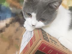 -东方名猫馆·英短金渐层布偶猫舍(环线广场1号楼店)