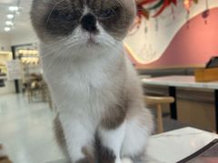 -喵园·猫主题咖啡厅·撸猫·猫咖(国贸店)