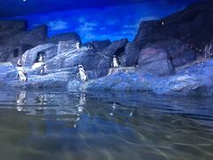 -暹罗海洋世界