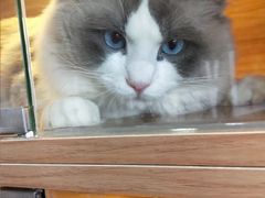 -喵百万·布偶·蓝金金渐层英短·猫舍(百子湾店)