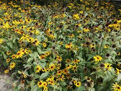 -大兴滨河森林公园