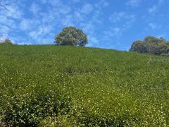 -午潮山国家森林公园