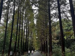 -昆山城市生态森林公园