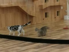 -袖虎·猫馆(体育西路店)