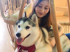 -Husky Go! 哈士奇体验馆·宠物咖啡厅狗咖