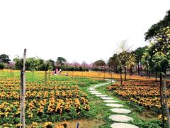 -天适樱花悠乐园