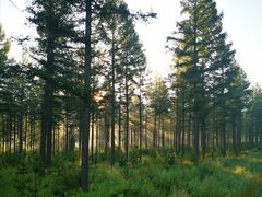 -塞罕坝国家级自然保护区