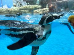 -帝企鹅自助餐厅•儿童岛•真企鹅(长隆企鹅酒店)